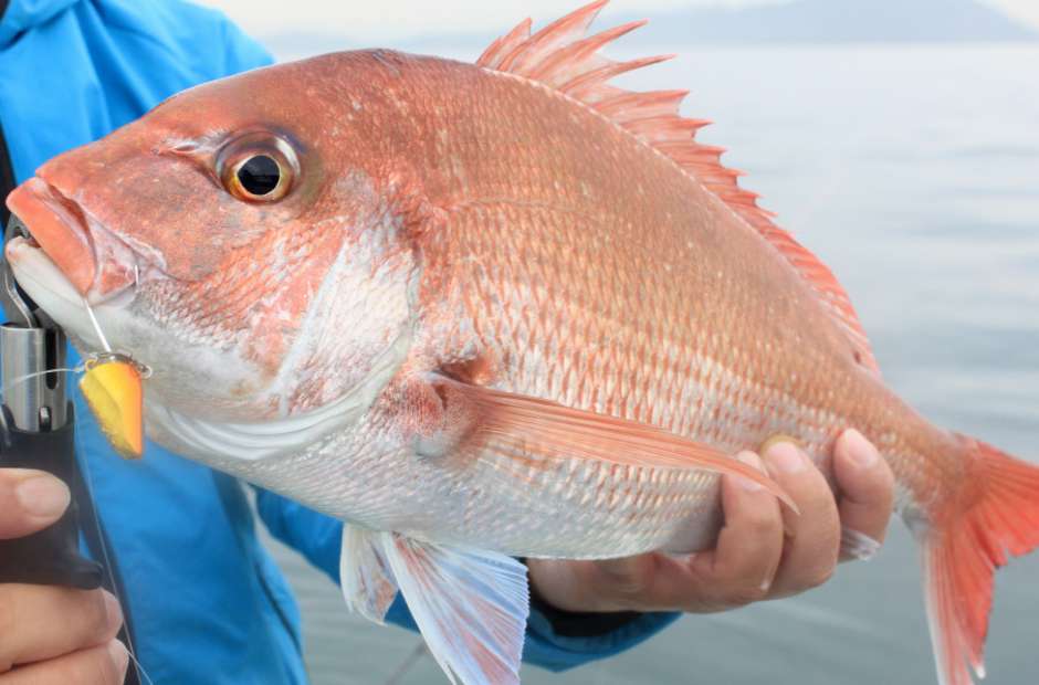 SNAPPER