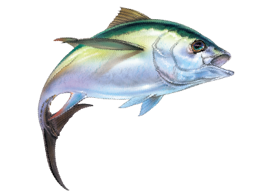 ●Developed for tuna jigging in the US