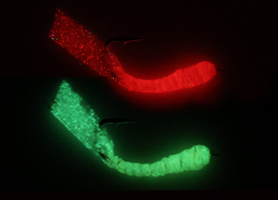 ●Glow Fish skin