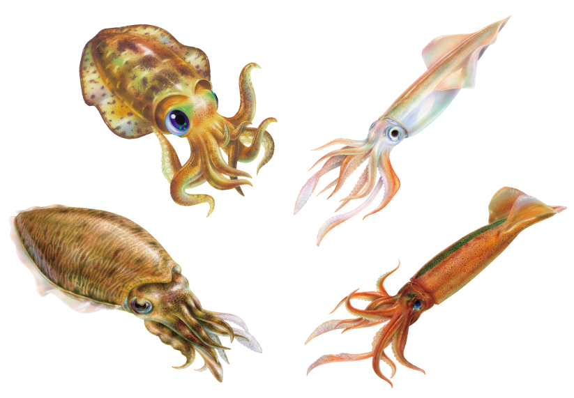 Test proven to be effective for many types of squid.