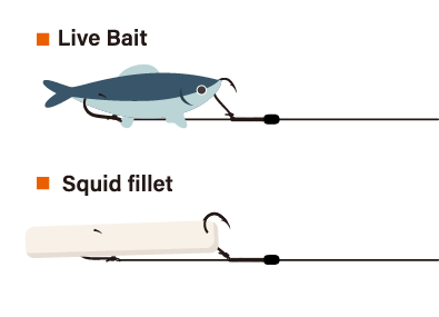 ●Bait setting