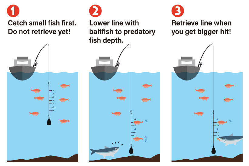 How to use this rig following to Japanese Otoshikomi fishing method											