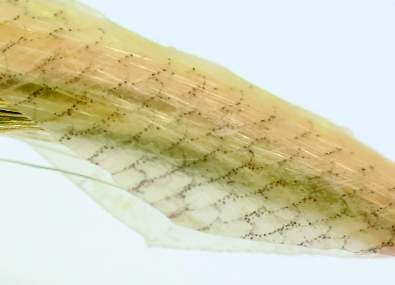 ●Fish Skin						